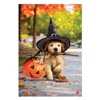 Flag Goldens w/ Broom Suede